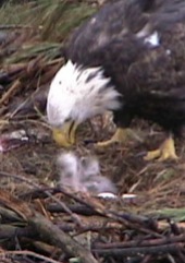 eaglets_2_chicks_2010